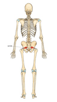 骨格と梨状筋 梨状筋,深層外旋六筋,筋,筋肉,ガイコツ,解剖,骨,モデル,骨格,解剖学のイラスト素材