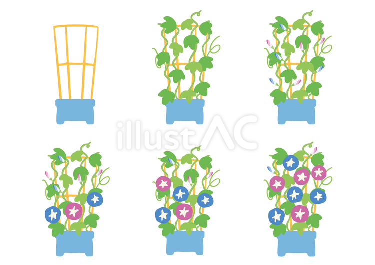 A4:朝顔の成長過程セット 朝顔,植物,花のイラスト素材