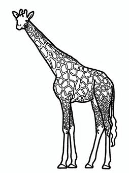 キリン キリン キリン,動物園,哺乳類,サバンナ,生き物,塗り絵のイラスト素材
