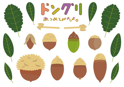 どんぐり図鑑 飾って集めて どんぐり,木の実,秋,コナラ,ブナ,シイ,葉っぱ,落葉,森,お飾りのイラスト素材