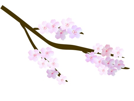 Cherry Blossoms, cherry-blossom viewing, flower, branch, JPG and PNG