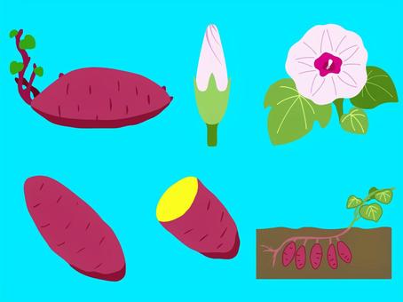 さつまいも　枠無し 植物,食べ物,さつまいも,種芋,蕾,花のイラスト素材