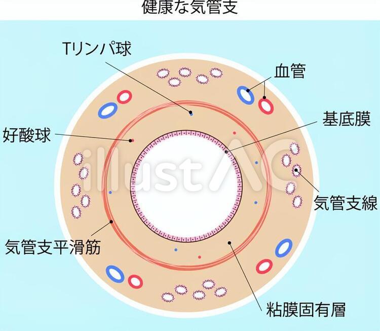 健康な気管支 健康,気管支,器官のイラスト素材