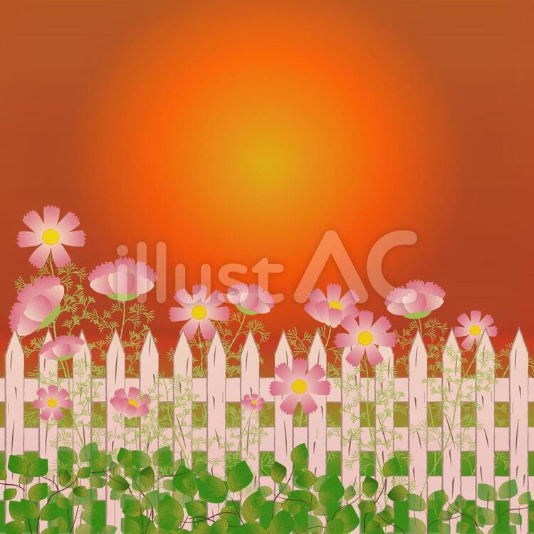秋桜の花壇と夕日 秋桜,コスモス,こすもすのイラスト素材