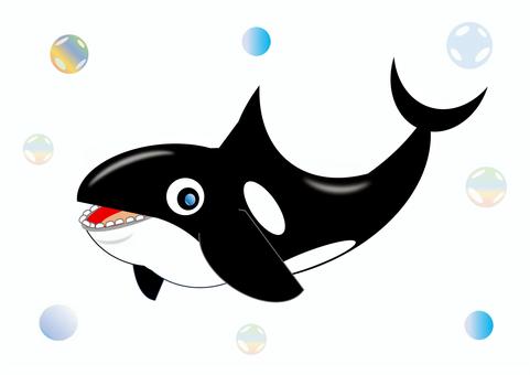 シャチ シャチ,生き物,脊椎動物,哺乳類,水族館のイラスト素材