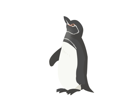 Illustration, pinguin des galapagos, penguin, oiseau, 