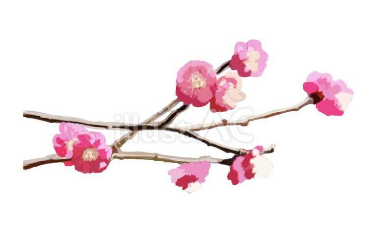 梅の花 梅,花,枝のイラスト素材