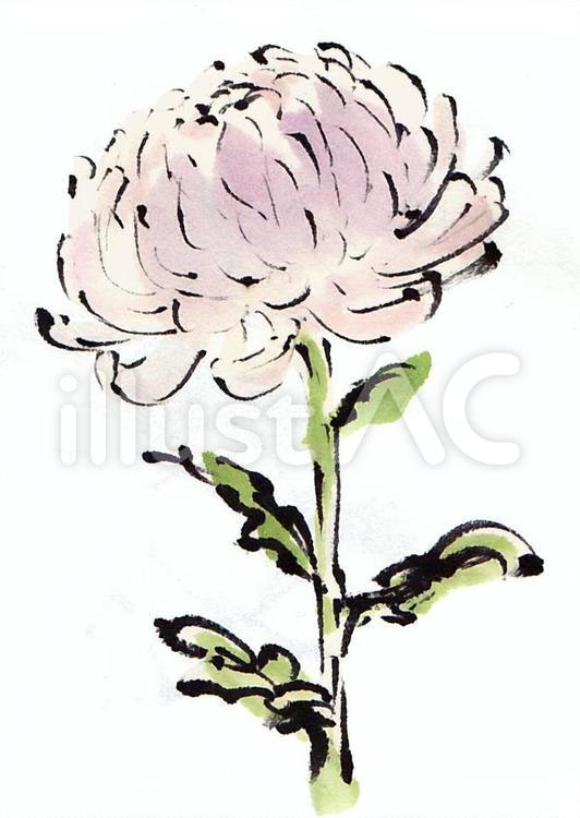 菊《手描き素材》 11月,和風,キクのイラスト素材