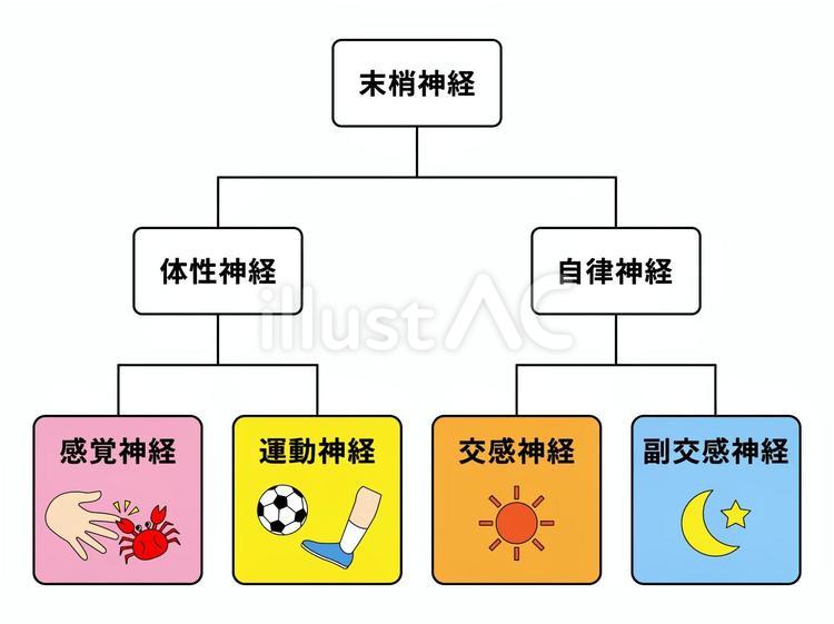 末梢神経・体性神経・自律神経 末梢神経,体性神経,自律のイラスト素材