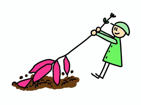 芋掘り 芋掘り,人物,さつまいも,収穫,秋,9月,10月,土,芋づる,葉っぱのイラスト素材