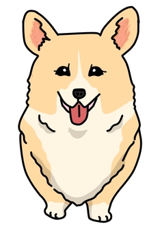 ウェルシュコーギーフォールホワイト 犬,動物,ペット,かわいい,デフォルメ,わんこ,キャラクター,毛色,手描き,コーギーのイラスト素材