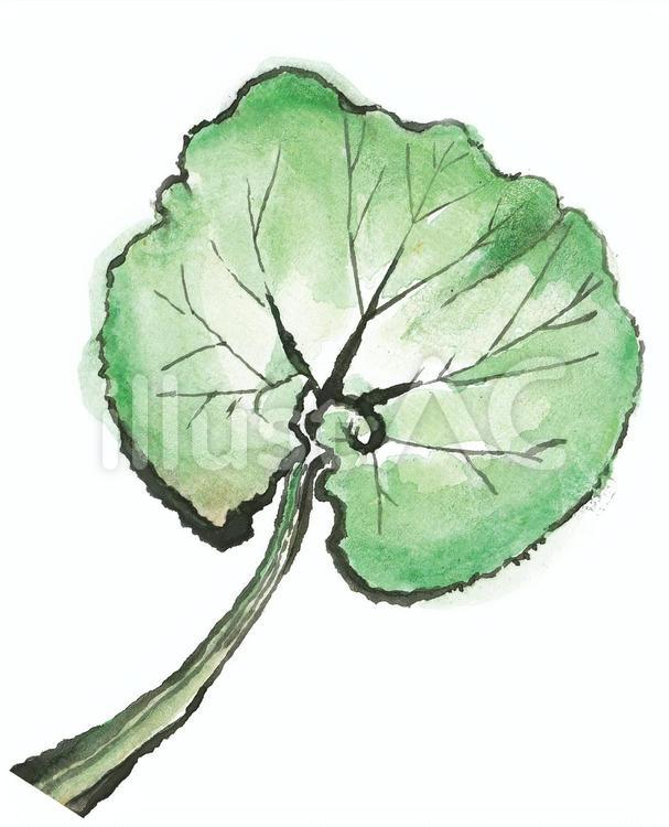 秋田蕗（伝統野菜・秋田県秋田市／鹿角市） 野菜,伝統野菜,ふきのイラスト素材