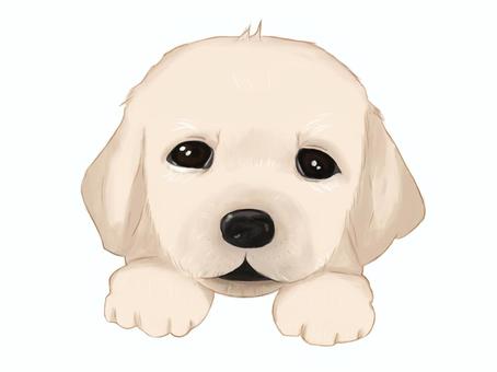 拉布拉多獵犬小狗, JPG 和 PNG 拉布拉多獵犬小狗, , JPG 和 PNG