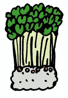 Illustration, caution: daikon radish, sprout, sponge, 