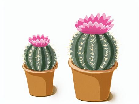 花咲くサボテン サボテン,観葉植物,多肉植物,鉢植え,カラフル,手描きのイラスト素材