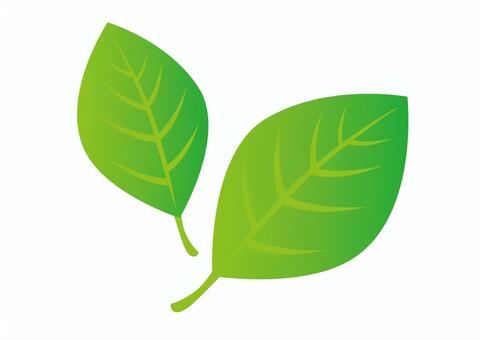 leaf leaf