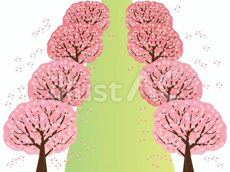 桜並木 桜,風景,春のイラスト素材