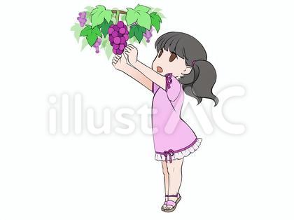 ぶどう狩り、ぶどうの収穫をする女の子