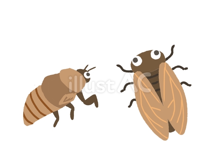 セミの幼虫と成虫 昆虫,虫,夏の虫のイラスト素材