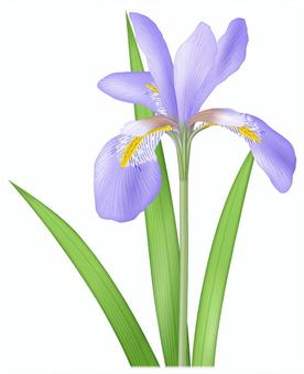 カンザキアヤメ／1 カンザキアヤメ,寒咲菖蒲,カンアヤメ,ウインターアイリス,紫,花,葉,冬,園芸種,外来種のイラスト素材