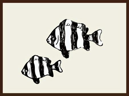熱帯魚 リアル イラスト 熱帯魚 リアル イラスト 熱帯魚,リアル,手描き,かわいい,生き物,海,エンゼルフィッシュ,魚,線画,イラストのイラスト素材