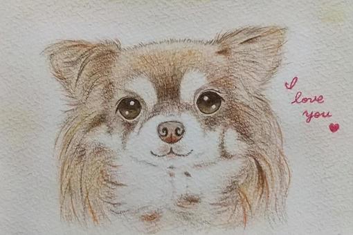 Chihuahua (with message), chihuahuasa, a pet, animal, JPG