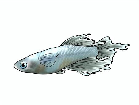 改良メダカ【スペード】 メダカ,改良メダカ,めだか,かわいい,きれい,魚,淡水魚,無料,フリー,スペードのイラスト素材