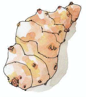 ginger, JPG ginger, ginger, condiment, japanese herb, JPG