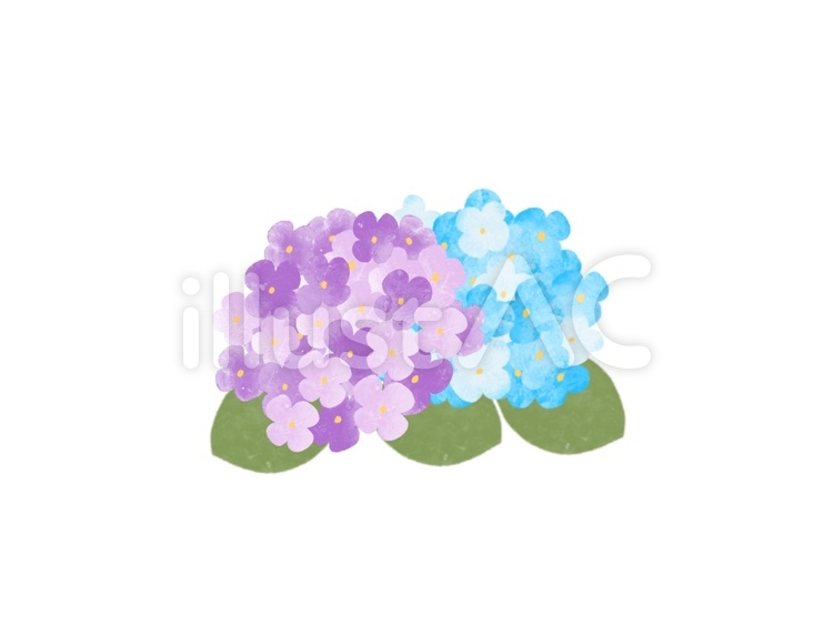 あじさい　紫と青 あじさい,紫陽花,アジサイのイラスト素材
