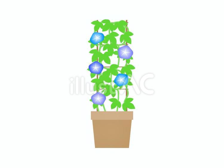 朝顔の鉢 アサガオ,花,植物のイラスト素材