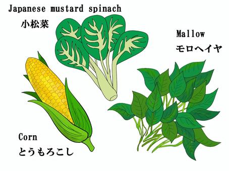 小松菜　とうもろこし　モロヘイヤ 小松菜,とうもろこし,モロヘイヤ,コーン,野菜,jpanese,mustard,spinach,mallow,cornのイラスト素材