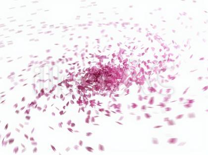 渦巻状に舞う動きのある桜吹雪・背景透過