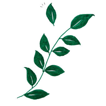 葉っぱ 葉っぱ 葉っぱ,新緑,植物のイラスト素材