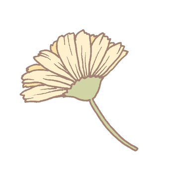 Gerbera, gerbera, orange, tiny, JPG and PNG