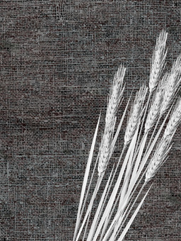 白黒の麦穂と麻布の背景　mugi024 麦穂,白黒,リアル,ナチュラル,お洒落,自然,植物,大人っぽい,枠,背景のイラスト素材