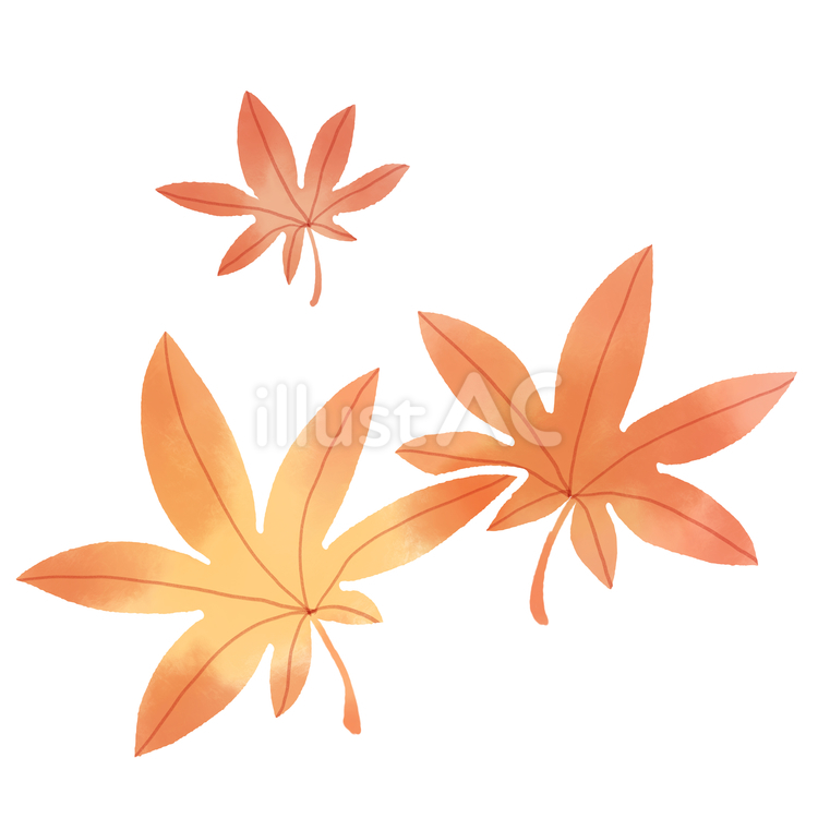 三枚の紅葉 紅葉,葉っぱ,秋のイラスト素材