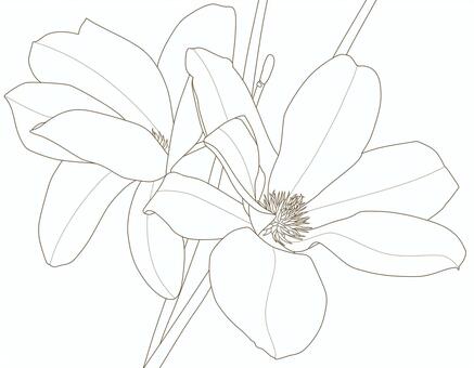 こぶしの花の線画 こぶし,辛夷,花,挿絵,ワンポイント,ボタニカル,モノクロ,手描き,ペン画,線のイラスト素材
