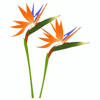 Illustration, strelitia, gokurakutsuka, bird of paradise, 