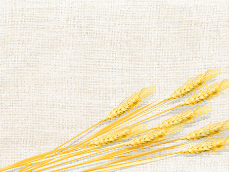 黄金色の麦穂と麻布の背景3　018 麦穂,黄金色,リアル,ナチュラル,お洒落,自然,植物,大人っぽい,枠,背景のイラスト素材