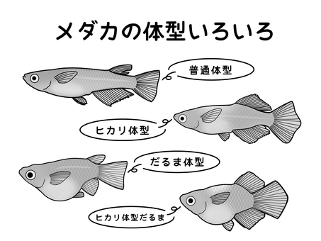 改良メダカの体型いろいろ・白黒 メダカ,改良メダカ,めだか,かわいい,きれい,魚,淡水魚,無料,フリー,手書きのイラスト素材