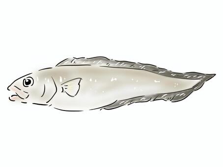 Illustration, shirogenge, seafood, ikan, 