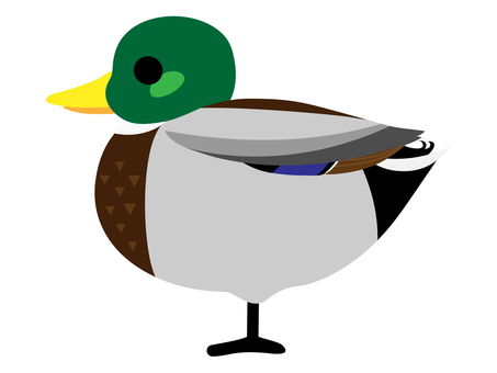 かわいいマガモのイラスト単体 かわいいマガモのイラスト単体 マガモ,カモ,鳥,動物,野鳥,かわいい,デフォルメ,ベクター,イラスト,ポップのイラスト素材