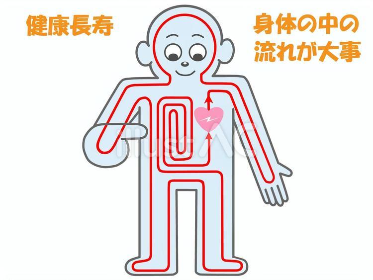 健康長寿の元は身体の中の血液の流れが大事 血流,健康法,健康長寿のイラスト素材