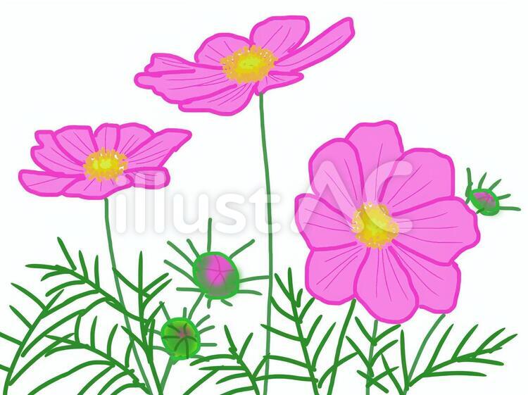 秋桜 秋桜,コスモス,花のイラスト素材