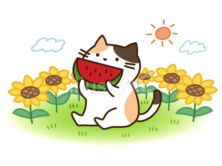 夏イメージの三毛猫と向日葵とスイカ 夏,動物,猫のイラスト素材