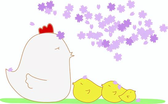 お花見 お花見,桜,春,にわとり,ひよこ,行楽のイラスト素材