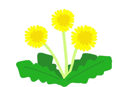 Dandelion, , JPG and PNG