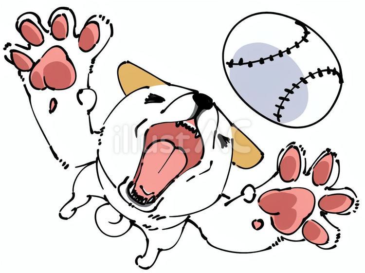 ボールを追いかける柴犬(白柴) 柴犬,日本犬,白柴のイラスト素材