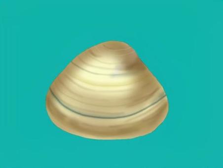 Illustration, palourde dure, bivalve, shell, 