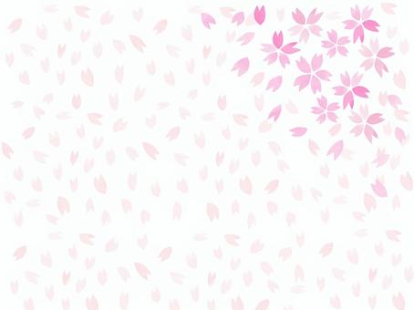 Cherry blossom background, cherry blossoms, background, decoration, JPG and PNG